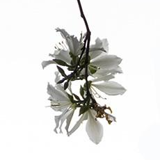 php爬蟲框架有哪些